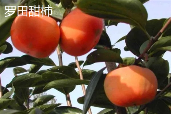 吊红与柿子有什么区别，主要在于形状和价格不同