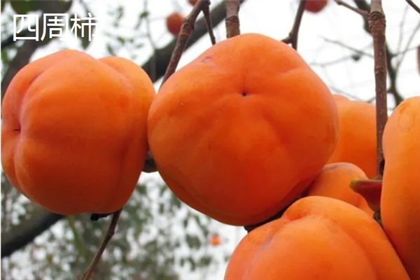 吊红与柿子有什么区别，主要在于形状和价格不同