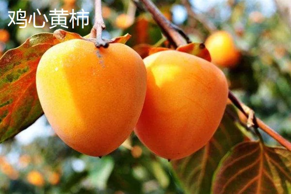 吊红与柿子有什么区别，主要在于形状和价格不同