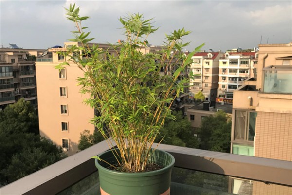 竹子的叶片为什么发黄，一般是缺水、缺光、缺肥等因素导致