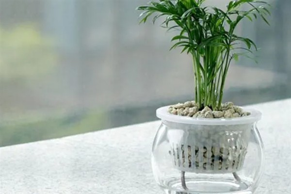 竹子的叶片为什么发黄，一般是缺水、缺光、缺肥等因素导致
