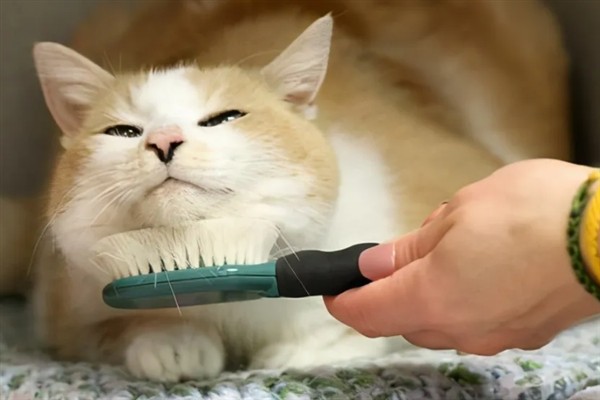 怎么预防猫咪患上毛球症，梳理毛发可减少吞食量