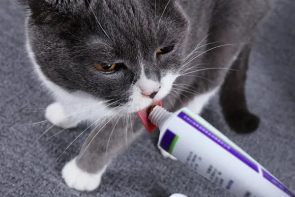怎么预防猫咪患上毛球症，梳理毛发可减少吞食量