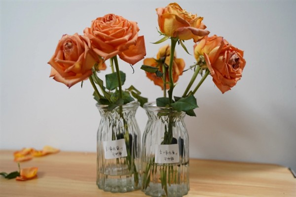 插瓶鲜花蔫了如何救活，可及时更换清水