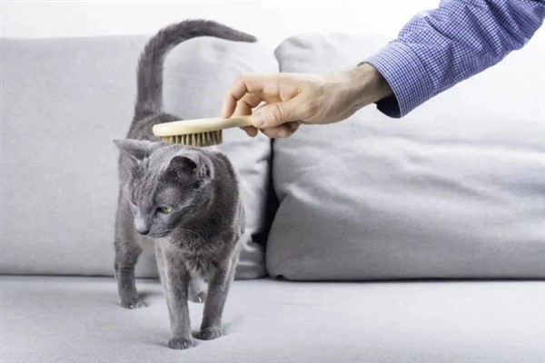 怎么预防猫咪患上毛球症，梳理毛发可减少吞食量