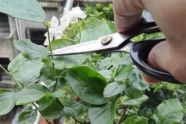 插瓶鲜花蔫了如何救活，可及时更换清水