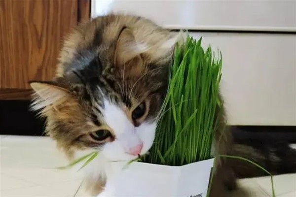 怎么预防猫咪患上毛球症，梳理毛发可减少吞食量