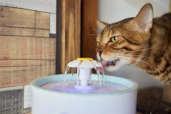 怎么预防猫咪患上毛球症，梳理毛发可减少吞食量