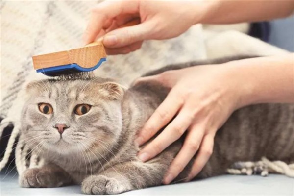 怎么预防猫咪患上毛球症，梳理毛发可减少吞食量