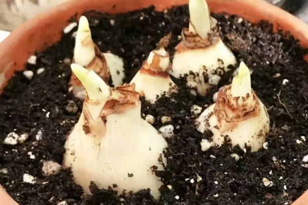 洋水仙的水培方法，每隔2-3天换一次水
