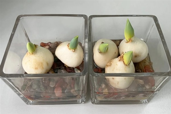 洋水仙的水培方法，每隔2-3天换一次水