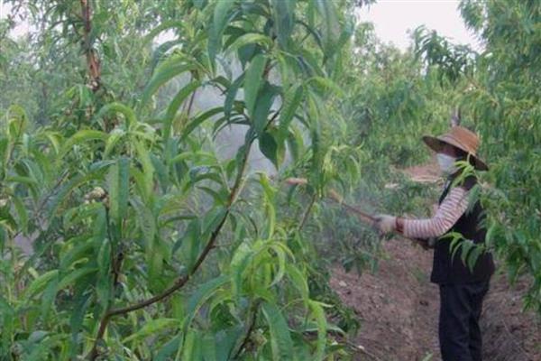 桃子套袋前怎么防治病虫害，根据病虫害的类型喷施对应药剂