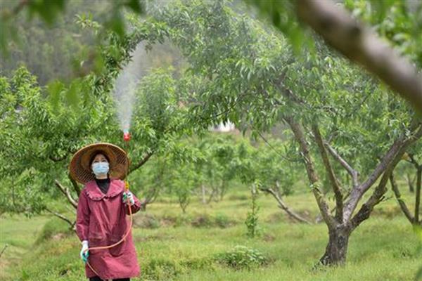 桃子套袋前怎么防治病虫害，根据病虫害的类型喷施对应药剂