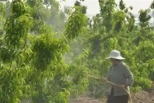 桃子套袋前怎么防治病虫害，根据病虫害的类型喷施对应药剂