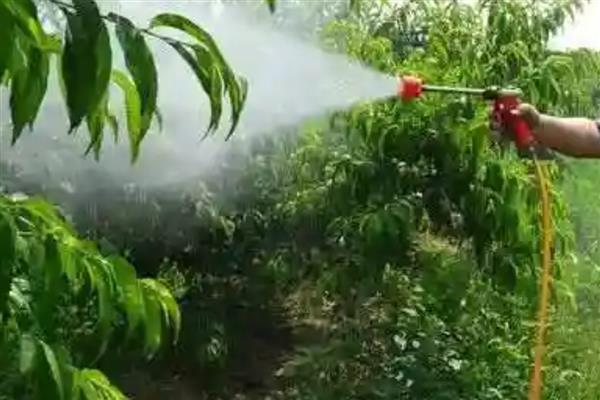 桃子套袋前怎么防治病虫害，根据病虫害的类型喷施对应药剂