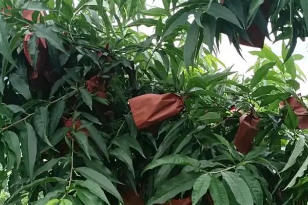 桃子套袋前怎么防治病虫害，根据病虫害的类型喷施对应药剂