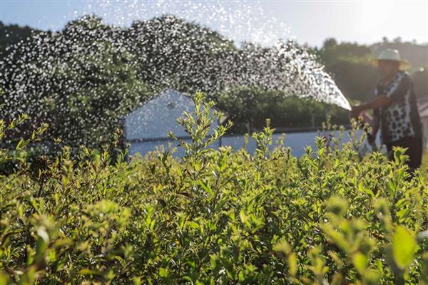 药材育苗移栽前浇水有什么好处，可降低起苗难度、减少植伤、加快生根速度