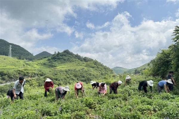 药材育苗移栽前浇水有什么好处，可降低起苗难度、减少植伤、加快生根速度