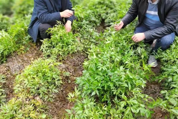 药材育苗移栽前浇水有什么好处，可降低起苗难度、减少植伤、加快生根速度