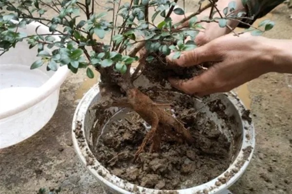 赤楠叶尖焦落叶怎么解决，宜生长在湿润的环境中