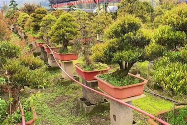 赤楠叶尖焦落叶怎么解决，宜生长在湿润的环境中