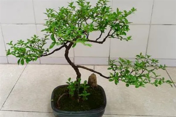 赤楠叶尖焦落叶怎么解决，宜生长在湿润的环境中