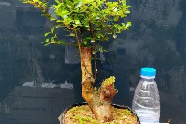 赤楠叶尖焦落叶怎么解决，宜生长在湿润的环境中