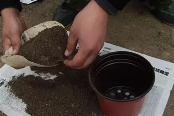 赤楠叶尖焦落叶怎么解决，宜生长在湿润的环境中