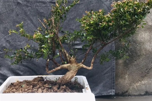 赤楠叶尖焦落叶怎么解决，宜生长在湿润的环境中