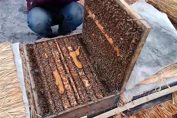 让蜂群多造新脾的方法，奖励饲喂可以激励工蜂泌蜡造脾