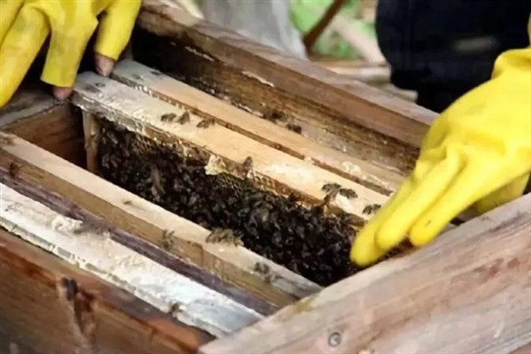 让蜂群多造新脾的方法，奖励饲喂可以激励工蜂泌蜡造脾