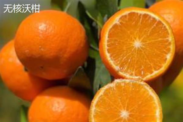 哪些柑橘比沃柑更好，常见无核沃柑、由良蜜桔等品种