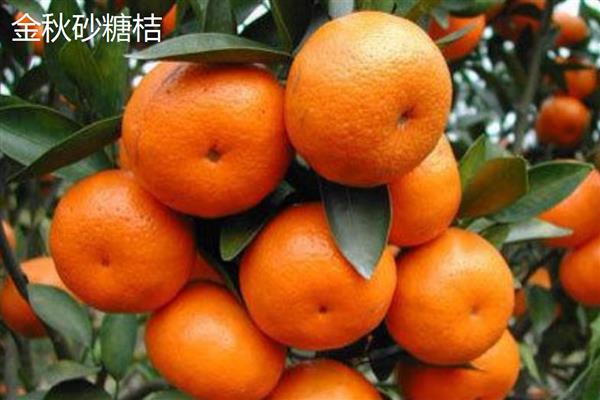 哪些柑橘比沃柑更好，常见无核沃柑、由良蜜桔等品种