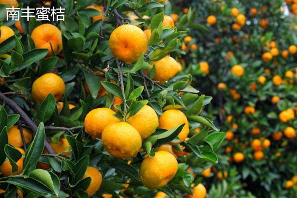 哪些柑橘比沃柑更好，常见无核沃柑、由良蜜桔等品种