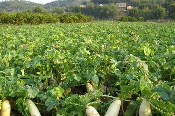 把萝卜的头切下来能不能种植，萝卜头可以水养也能用于盆栽