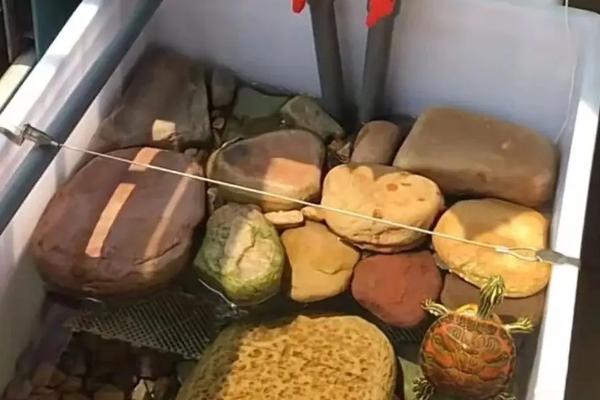 地图乌龟能和什么一起养，可以和巴西龟、火焰龟等混养