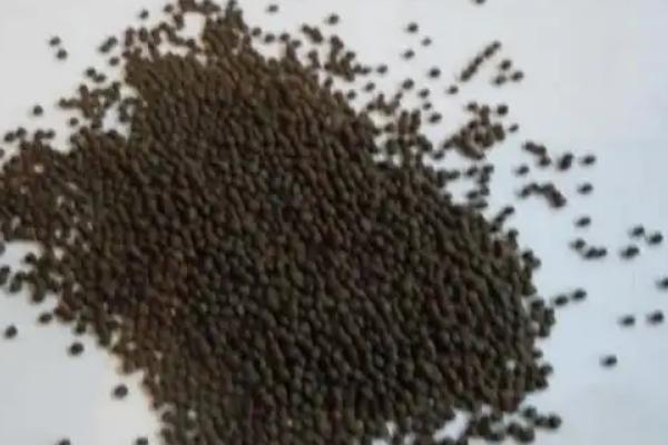甘蓝不包心的原因，可能是播种过早、定植过早等