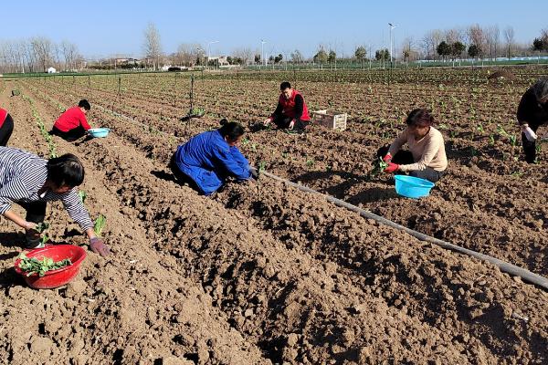 甘蓝不包心的原因，可能是播种过早、定植过早等