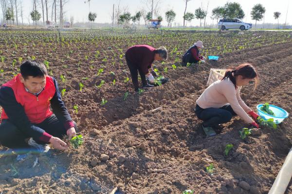 甘蓝不包心的原因，可能是播种过早、定植过早等