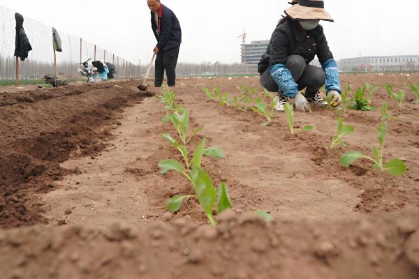 甘蓝不包心的原因，可能是播种过早、定植过早等