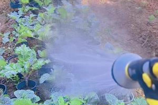甘蓝不包心的原因，可能是播种过早、定植过早等