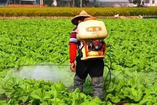 甘蓝不包心的原因，可能是播种过早、定植过早等