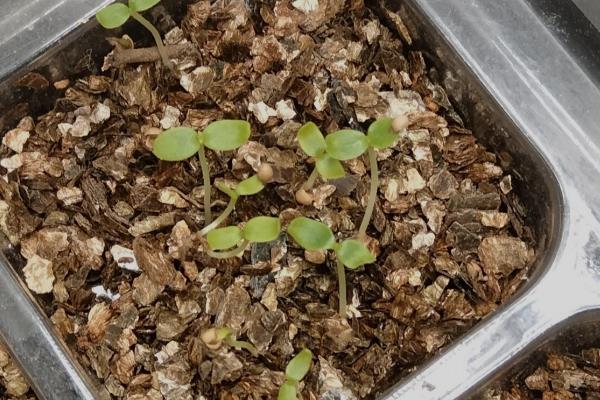 怎么在阳台上种无花果，播种后要覆盖细土和薄膜
