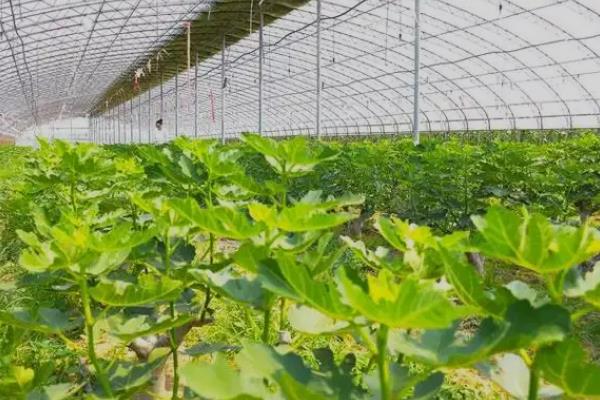 怎么在阳台上种无花果，播种后要覆盖细土和薄膜