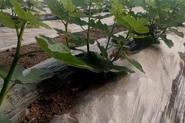 怎么在阳台上种无花果，播种后要覆盖细土和薄膜