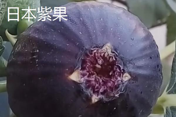 怎么在阳台上种无花果，播种后要覆盖细土和薄膜