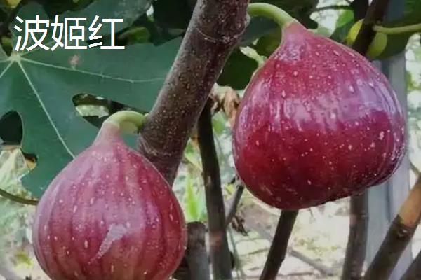 怎么在阳台上种无花果，播种后要覆盖细土和薄膜