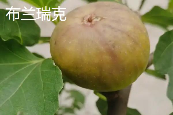 怎么在阳台上种无花果，播种后要覆盖细土和薄膜