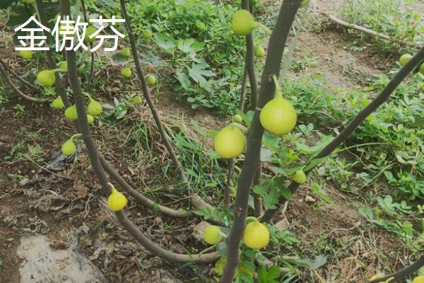 怎么在阳台上种无花果，播种后要覆盖细土和薄膜