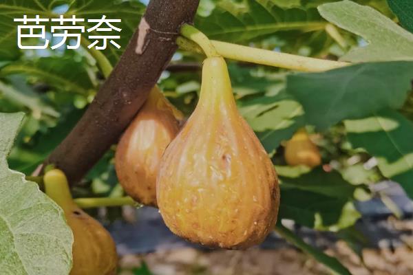 怎么在阳台上种无花果，播种后要覆盖细土和薄膜